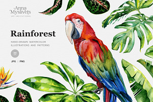 Rainforest illustrations