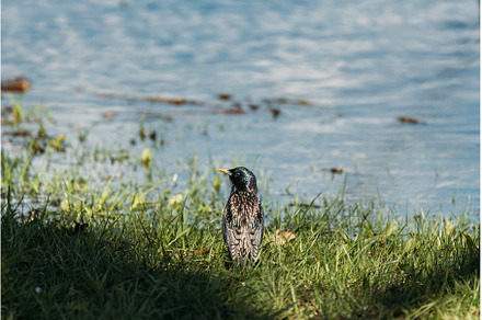 Wild Bird Common Starling Near Water, an Animal Photo by Our Amazing World