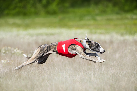 Sighthounds lure coursing featuring sighthound, greyhound, and dog