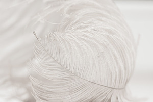 Softness containing abstract, angel, and animal, an Abstract Photo by J&M Diversity