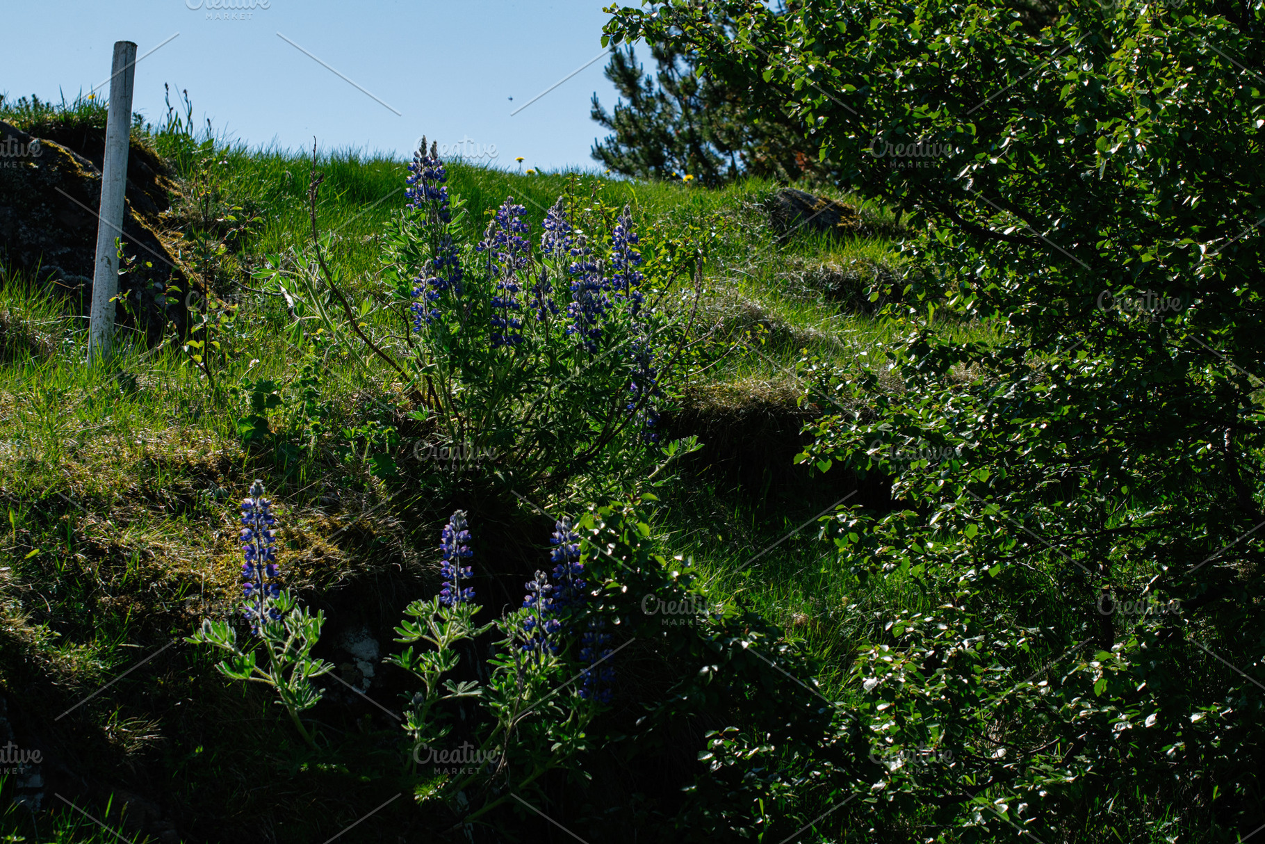 Colorful lupines blooming on a sunny hillside in Akranes, Iceland, a Photo by AS photostudio