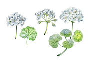Geranium, an Illustration by Watercolor life (Thumbnail 2 of 3)