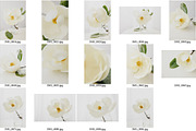 Artful Magnolia Styled Stock, a Nature Photo by Susie Design Co (Thumbnail 2 of 2)