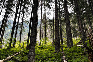 Dense pine forest in Zakopane Poland with tall trees and lush green undergrowth, a Nature Photo by AS photostudio