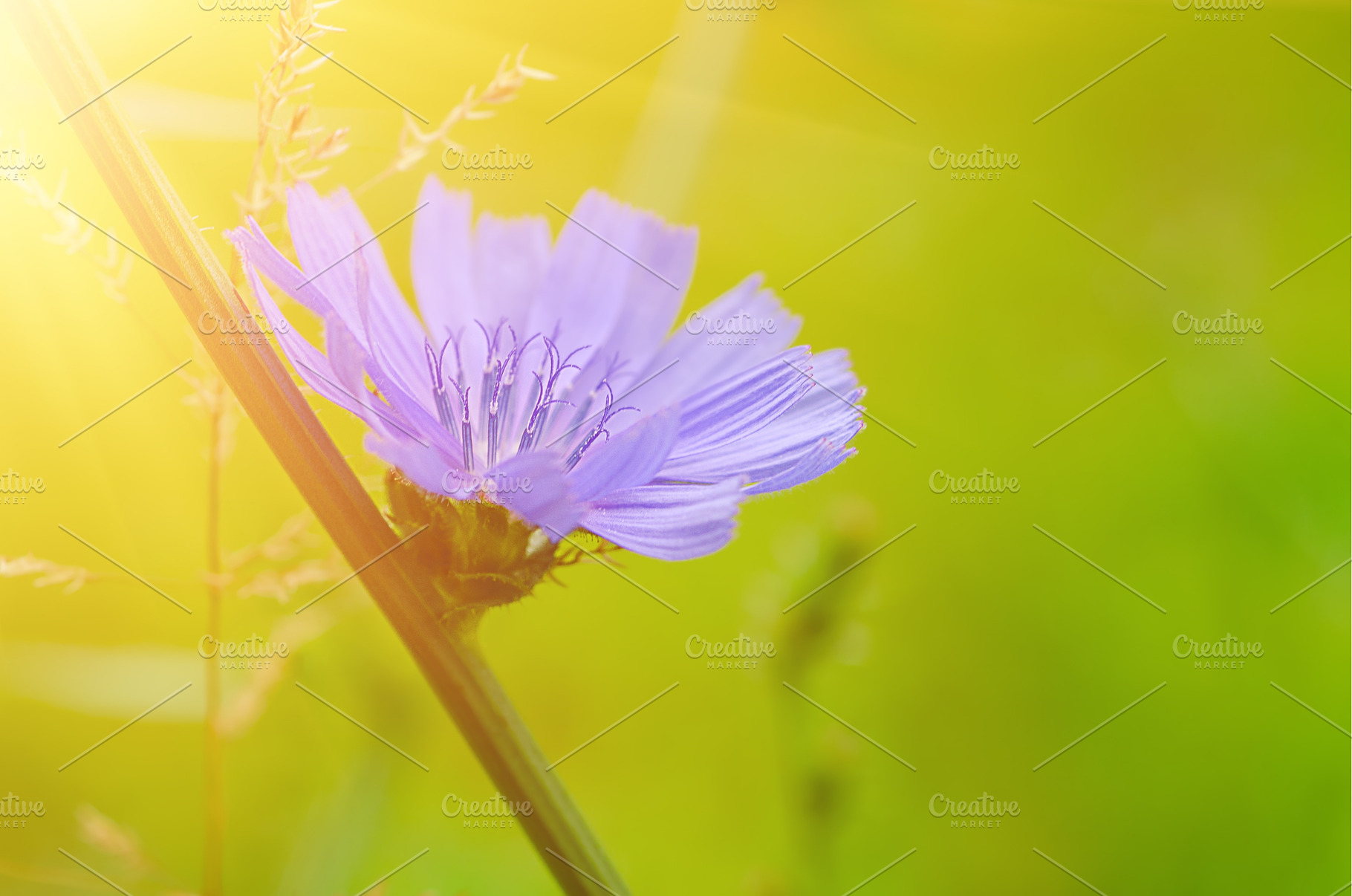 Chicory flower in nature, a Nature Photo by Nature and travel