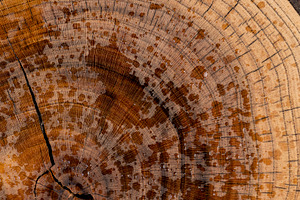 polished walnut tree sawn with annual rings, a Photo by rsoollAI