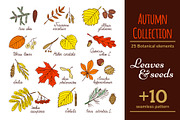 Leaves and seed - Autumn Collection, an Illustration by EvgeniaV (Thumbnail 1 of 3)