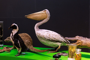 Common pelican and Magellanic penguin, an Animal Photo by Bepslabor