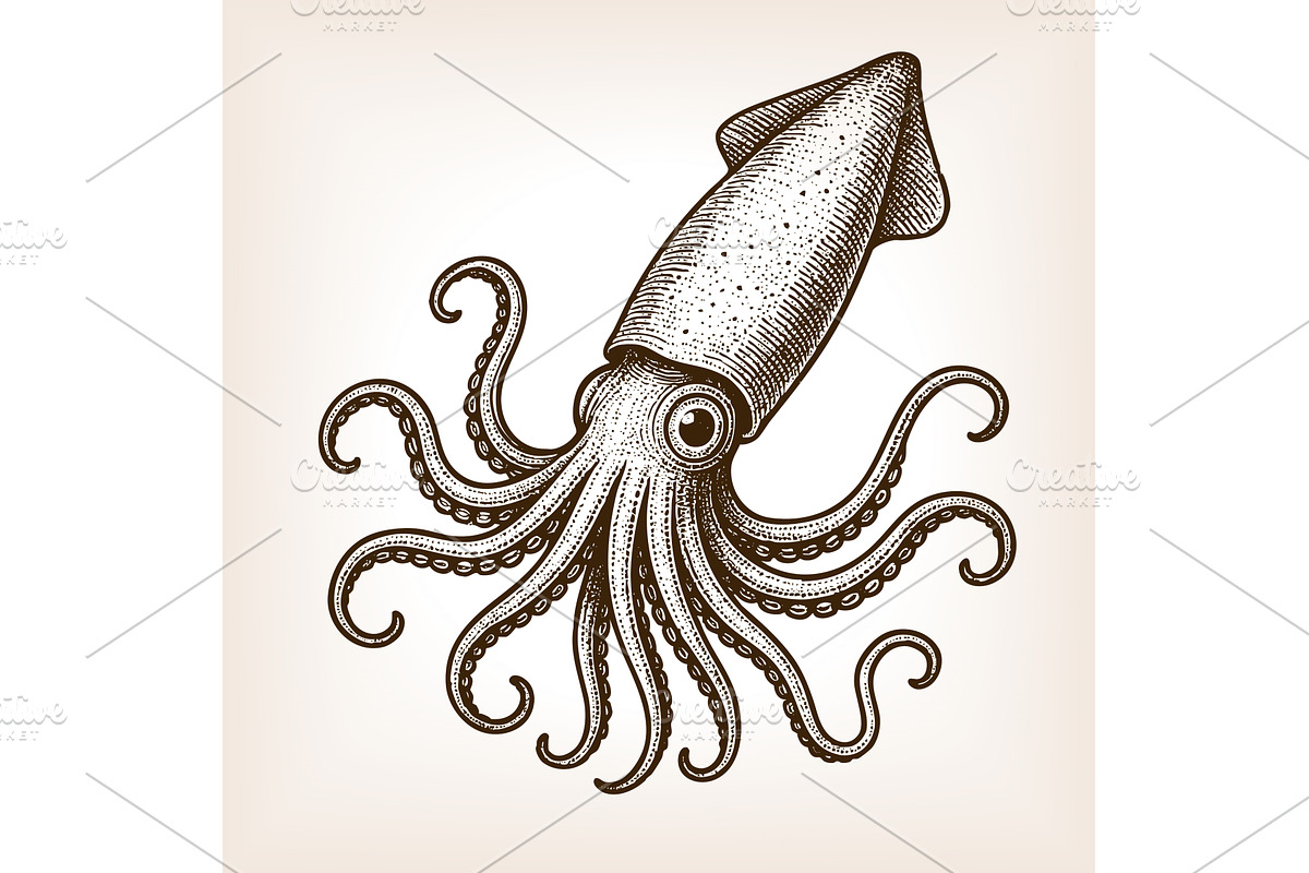 squid with detailed tentacles vector, an Animal Illustration by AlexArt