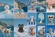 Dogue Summer – Luxury Pet Branding, an Animal Photo by Make Stories Studio (Thumbnail 4 of 5)