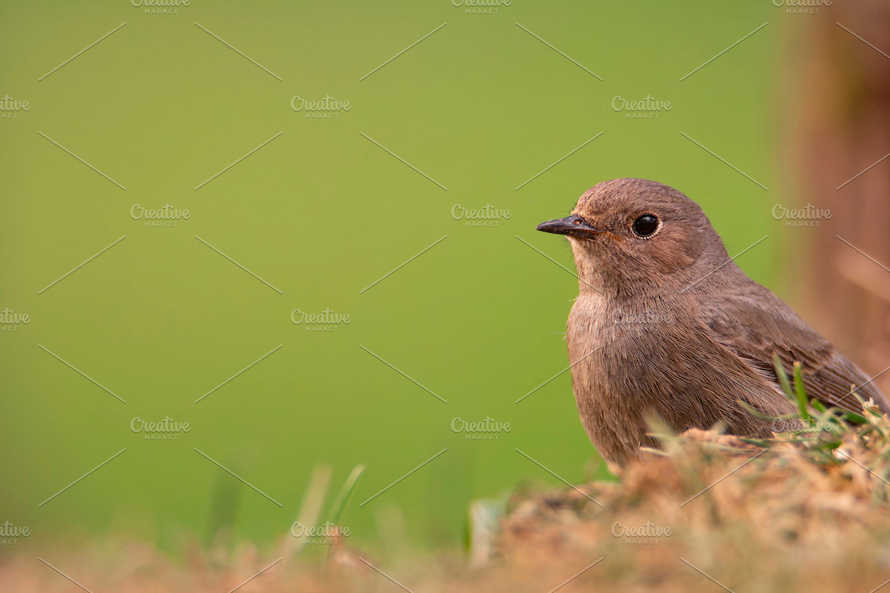 Female Common redstart in the forest., an Animal Photo by CreativePhotoSpain