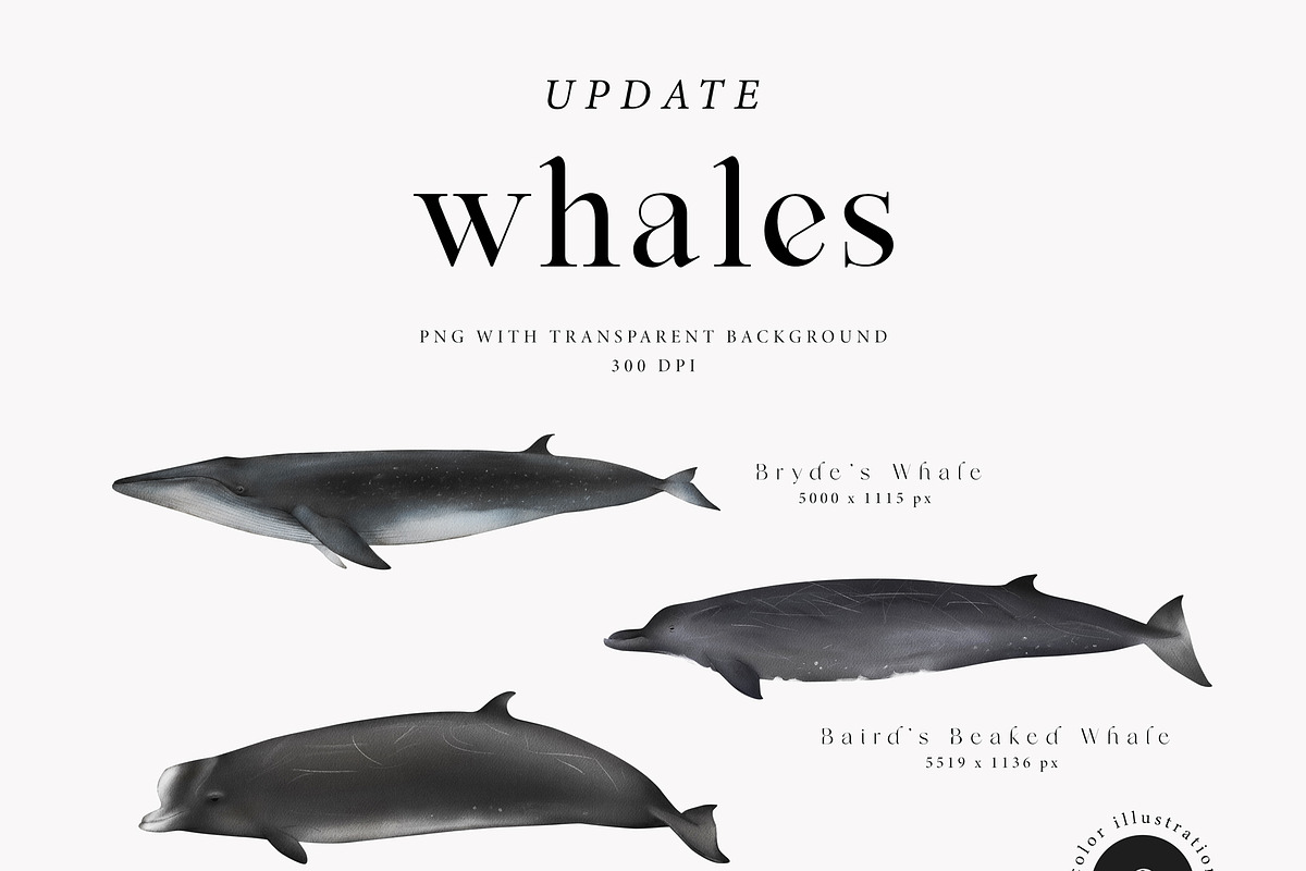 Watercolor Whales. Ocean animals set, an Animal Illustration by Diana Askarova Art (Photo 4 of 7)
