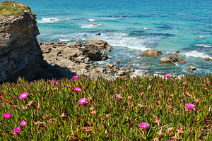 Atlantic blossoming coastline (Spain)., a Nature Photo by YuriyB