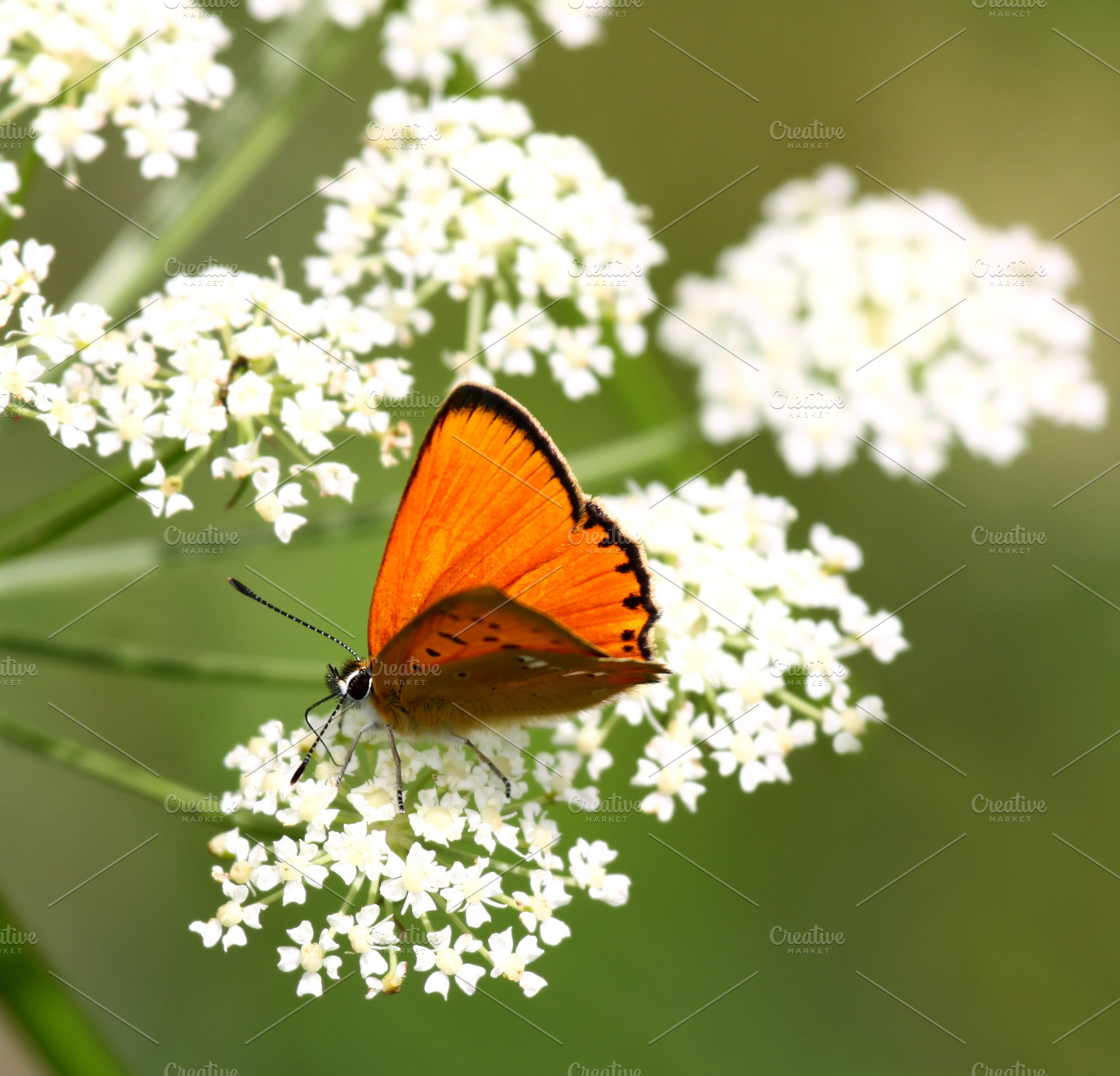 Butterfly on flower, a Nature Photo by BOOCYS