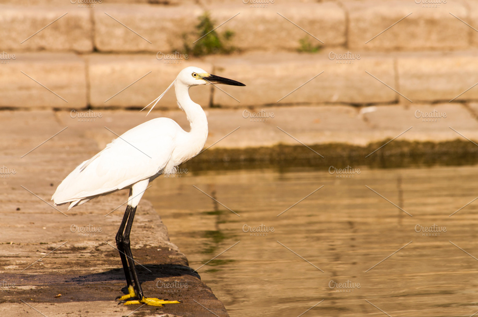Bird On Bank Of Pond