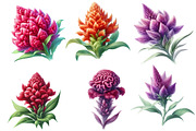 Watercolor cockscomb Clipart, an Illustration by Designworld (Thumbnail 2 of 5)