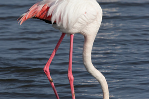 Greater flamingo containing flamingo, namibia, and phoenicopterus ruber