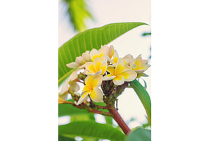 Plumeria flowers bloom beautifully