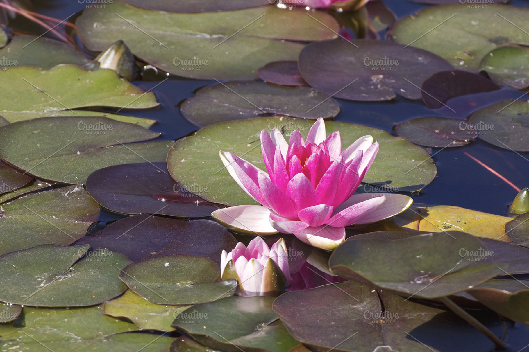 Lotus Featuring Nature Picture And Image