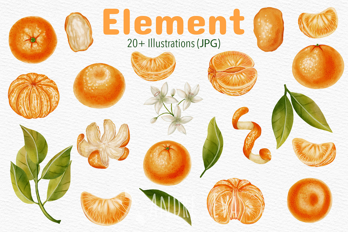 Tangerines — Watercolor Illustration, a Food Illustration by Andre_Eva (Photo 2 of 11)