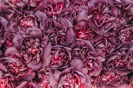 Carnation flower buds background