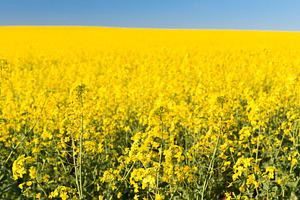 Rapeseed Field, a Nature Photo by THP Creative