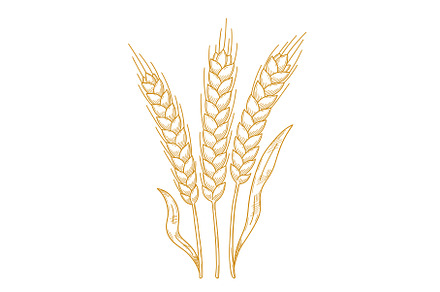 Hand-Drawn Hatched Wheat and Rye