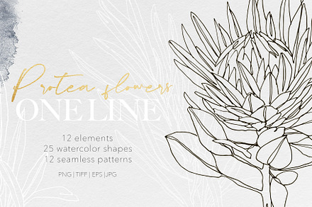 One Line Modern Sketch Protea Flower