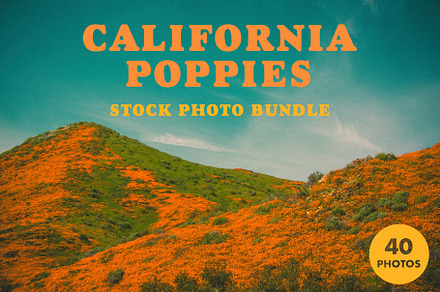 California Poppies Photo Bundle, a Nature Photo by Megs Lang