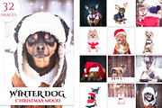 Winter Dog, Christmas Mood, an Animal Photo by WildStrawberry Magic (Thumbnail 1 of 11)