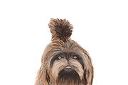 Dog Illustrations - Hand painted, an Animal Illustration by Papaya (Thumbnail 5 of 7)