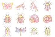 Hand Drawn Insects and Bugs Clipart, a Seasonal Illustration by CitraGraphics (Thumbnail 3 of 6)