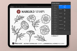 Marigold Flower Procreate Stamps