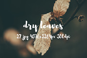 Dry leaves, a Templates & Theme by ApertureVintage (Thumbnail 7 of 16)