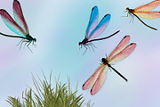 Watercolor Dragonflies Clip Art, an Illustration by Kandace Lalo Designs (Thumbnail 2 of 6)