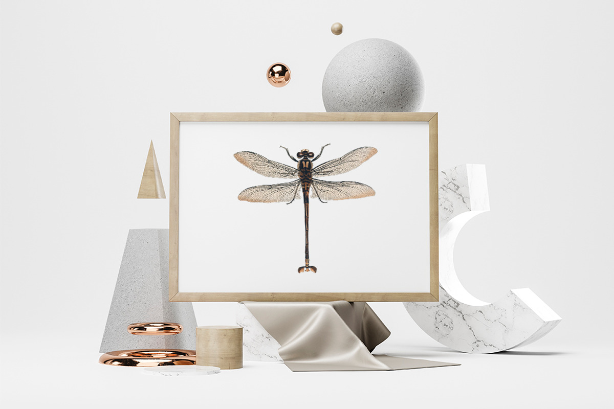 Dragonfly Australian Vintage Insect, an Illustration by Enliven Designs (Photo 6 of 8)