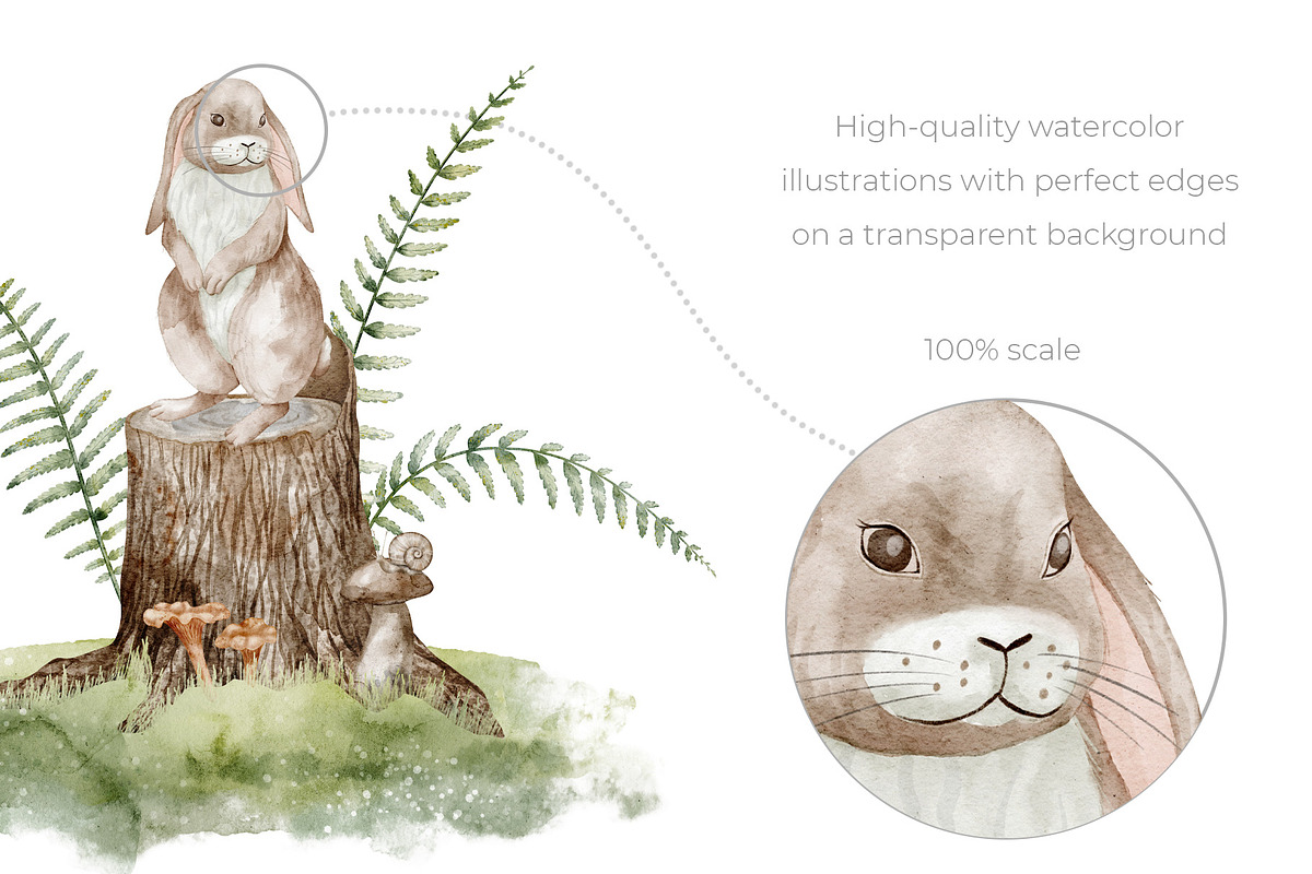 Woodland Animals Watercolor Clipart, an Illustration by Alisles (Photo 16 of 18)