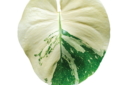 Monstera thai constellation foliage, a Nature Photo by ArtBackground