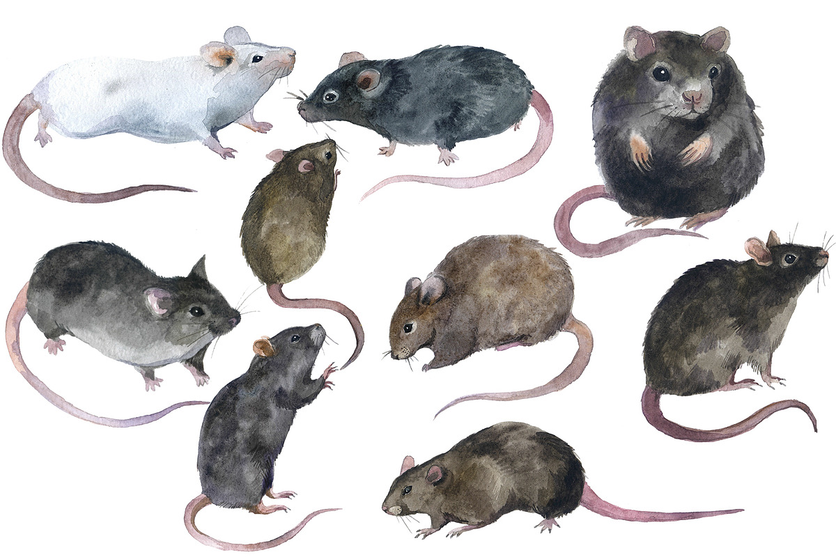 Watercolor rodents Clipart png, an Animal Illustration by KomtsyanTatyanaArt (Photo 2 of 4)