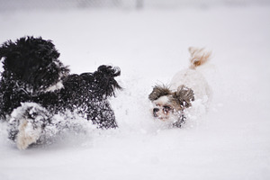 Puppies in snow