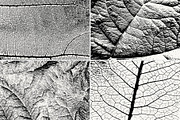 Leaf Veins Textures, a Texture Graphic by Creativetacos (Thumbnail 3 of 4)