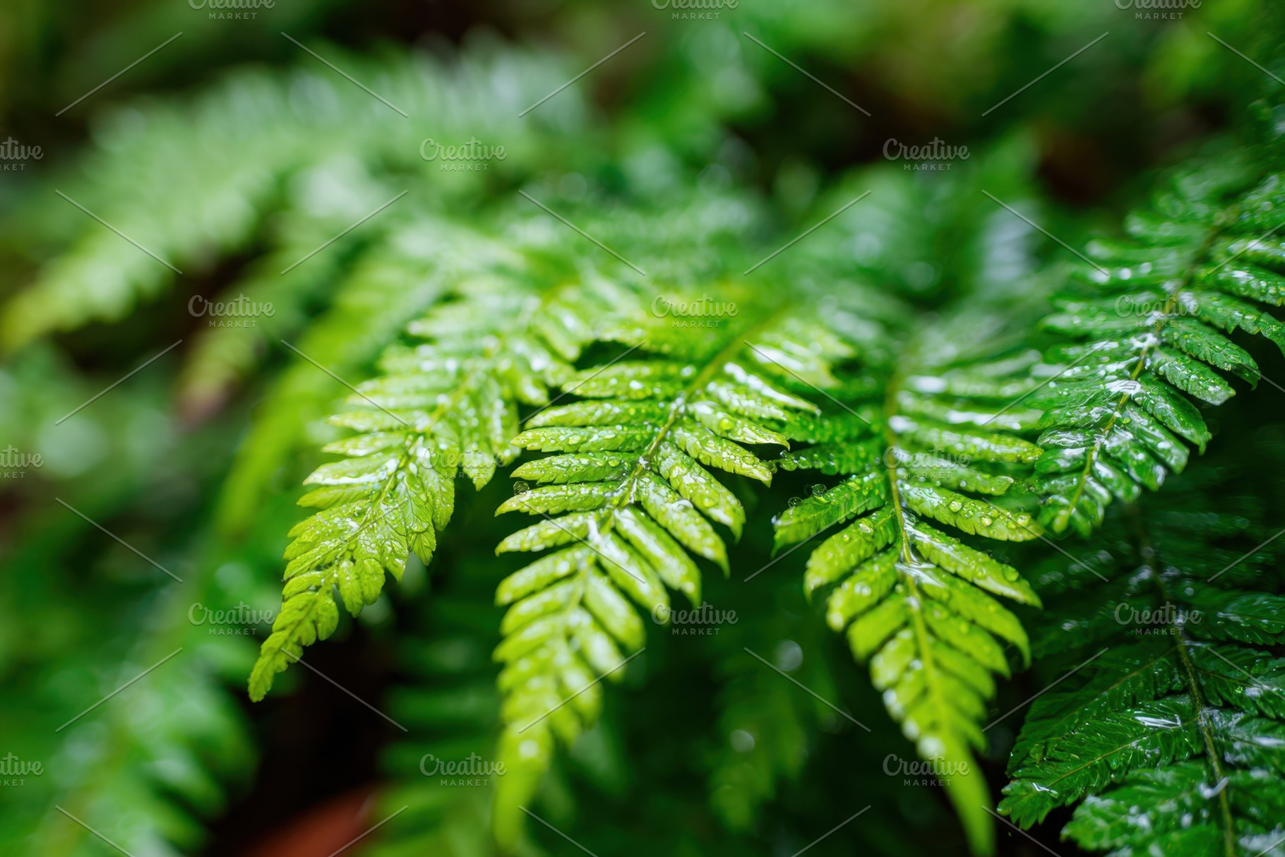 Green leaves on a tree branch, a Nature Photo by AlyaAnd