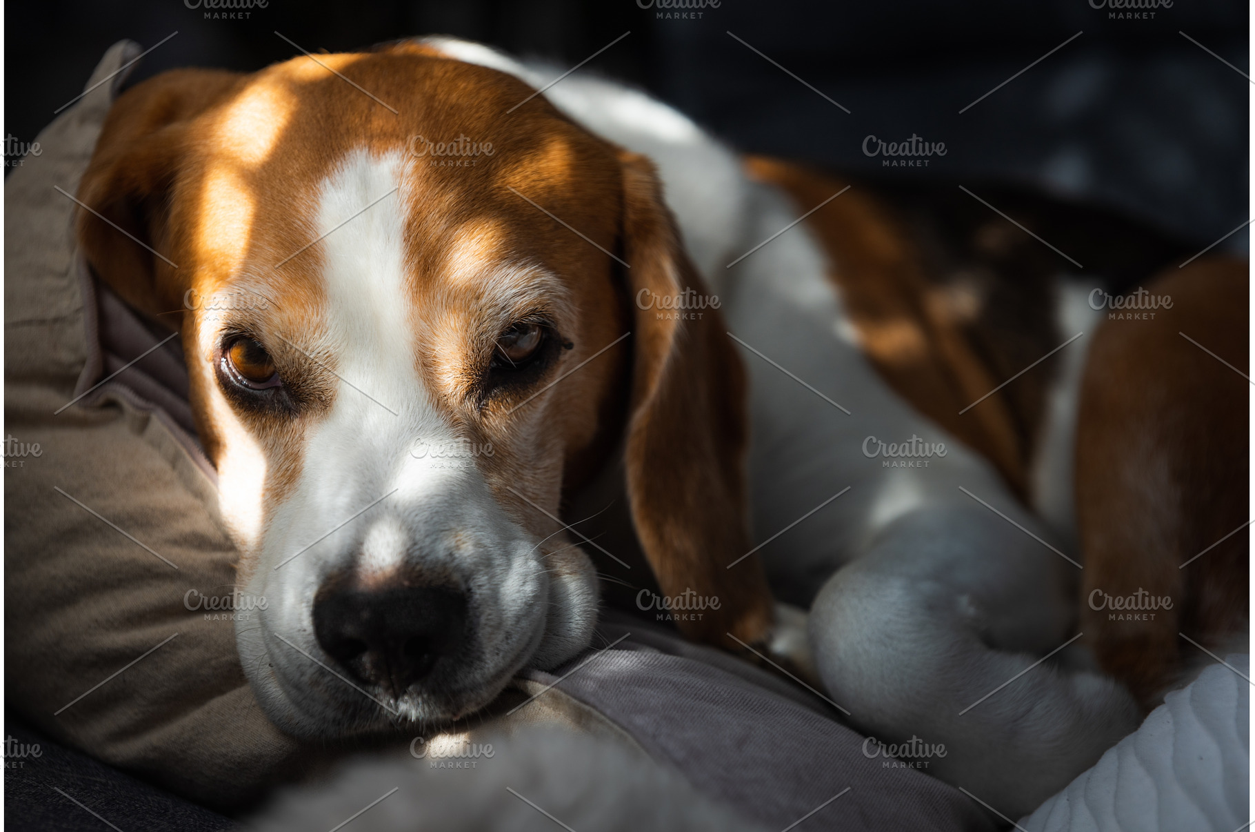 Beagle dog tired sleeps on a couch, an Animal Photo by MadPhotos