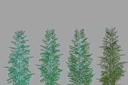 Eucalyptus tree #1, an Environmental 3D Model by AndrewWhite (Thumbnail 13 of 13)
