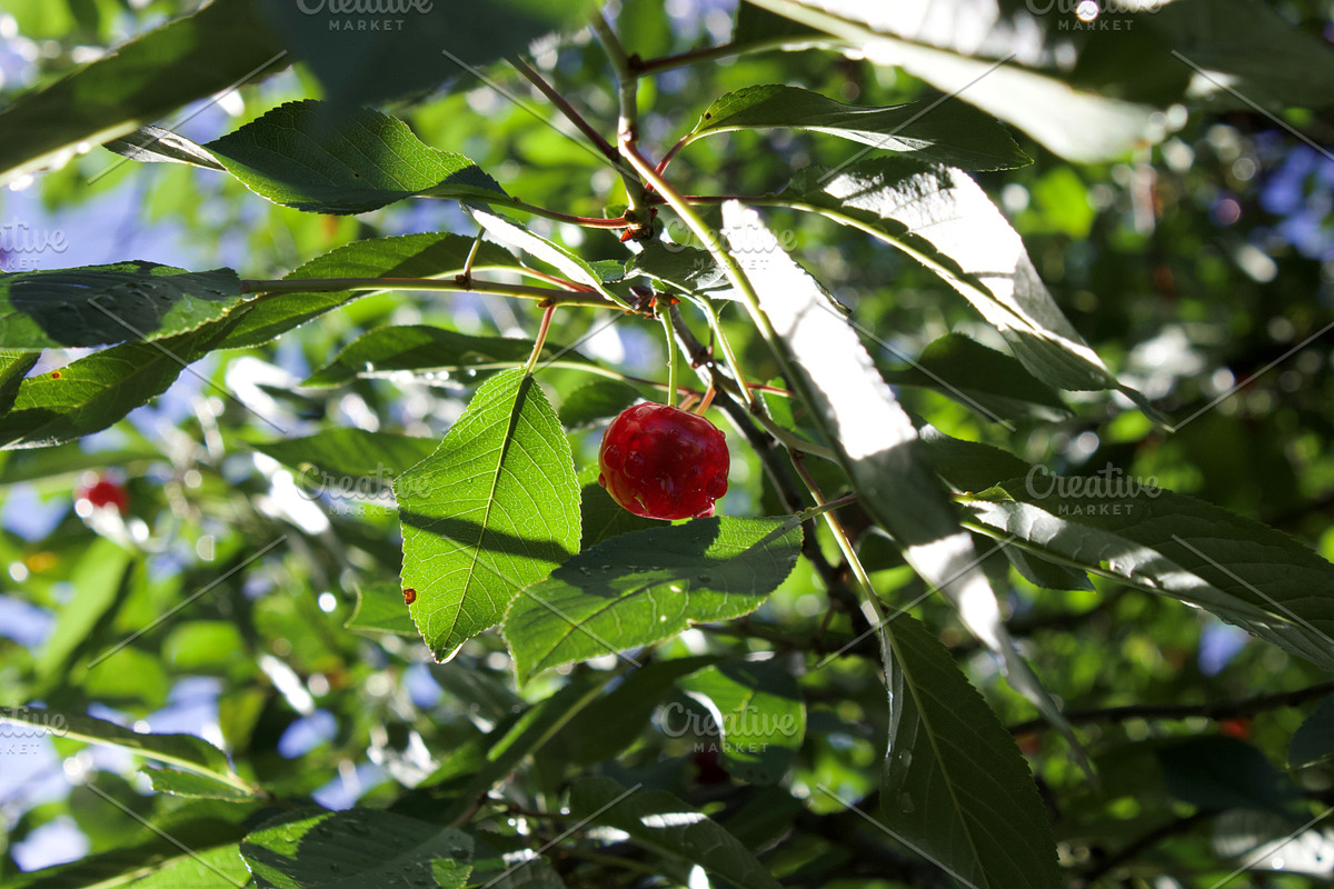 Garden Still Life Photos ETARA, a Nature Photo by ETARA by Mea Hau (Photo 6 of 8)