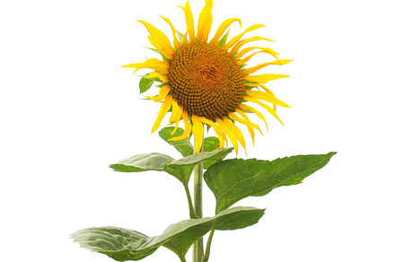 Sunflower flower containing nature, flower, and flora preview 6