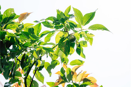 Lemon growing on the tree in the, a Food & Drink Photo by Jan Jack Russo Media