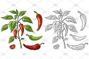 Branch chili plant Vintage engraving