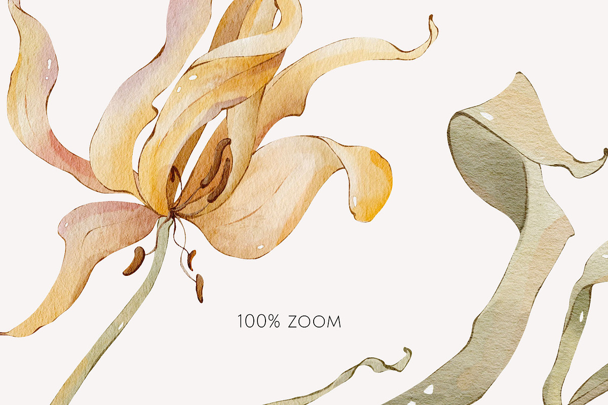Garden Aesthetic dry flowers, a Decorative Illustration by Yuliia Lashevska (Photo 3 of 14)