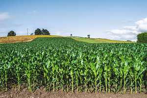 Lush Corn Field On Rolling Hill, an Industrial Photo by SkyNext